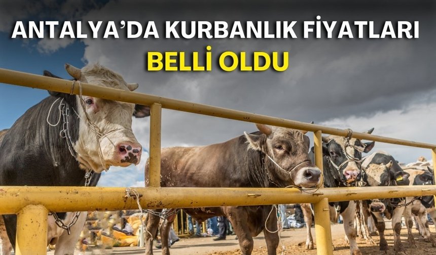 Antalya’da kurbanlık fiyatları belli oldu