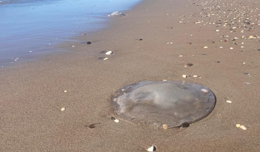 Mersin sahillerinde denizanası alarmı