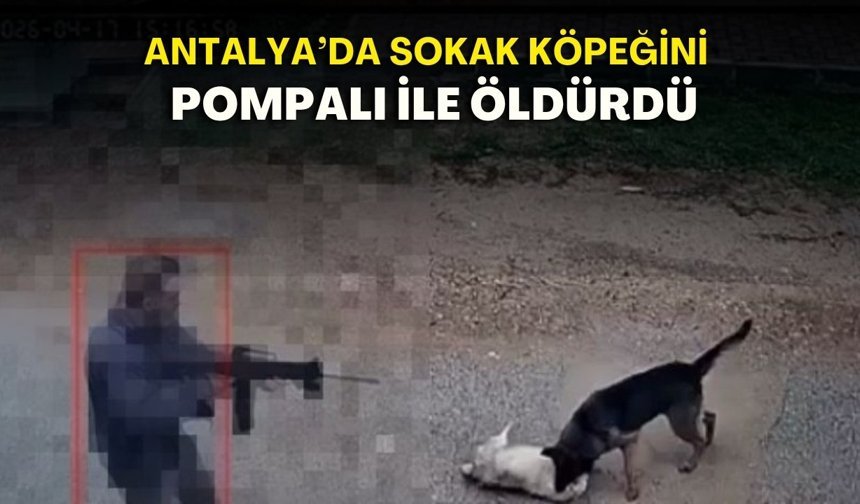 Antalya’da infial yaratan olay: Sokak köpeğini pompalı ile öldürdü