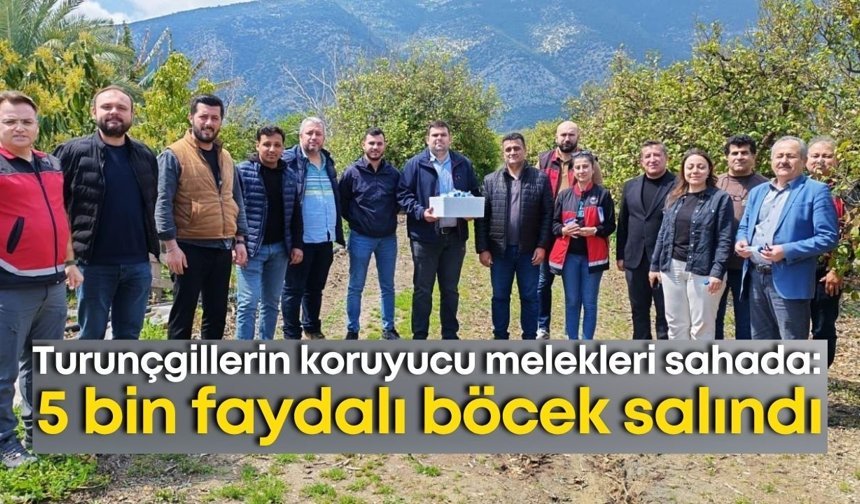Turunçgillerin koruyucu melekleri sahada: 5 bin faydalı böcek salındı