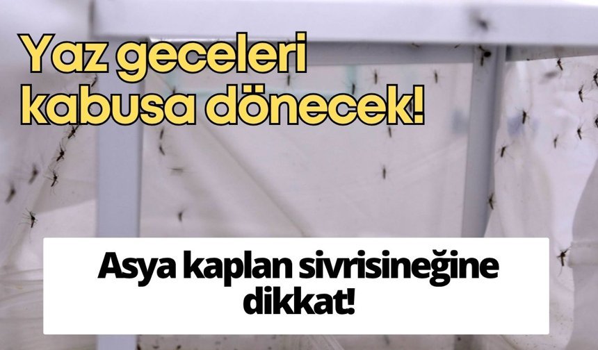Yaz gecelerini kabusa çevirecek Asya kaplan sivrisineğine dikkat!