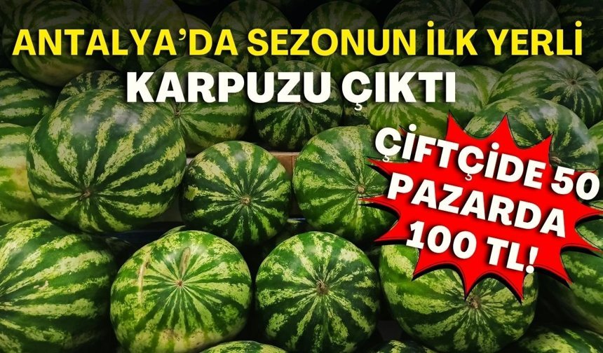 Antalya’da sezonun ilk yerli karpuzu çıktı! Çiftçide 50, pazarda 100 TL!