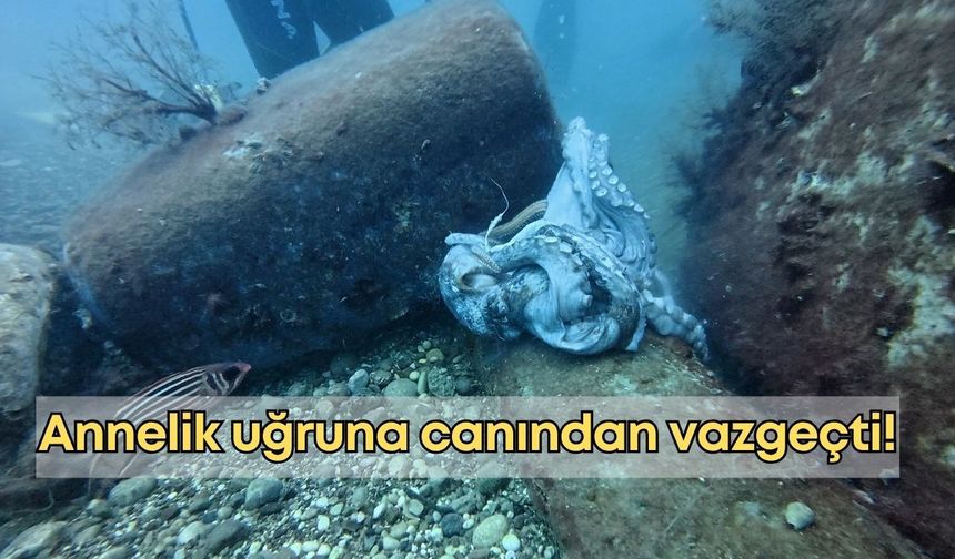Annelik uğruna canından vazgeçti!