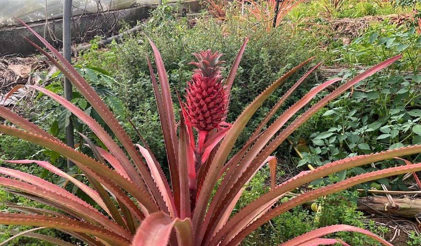 Alanya'da 'eşi seviyor' diye ananas yetiştirdi