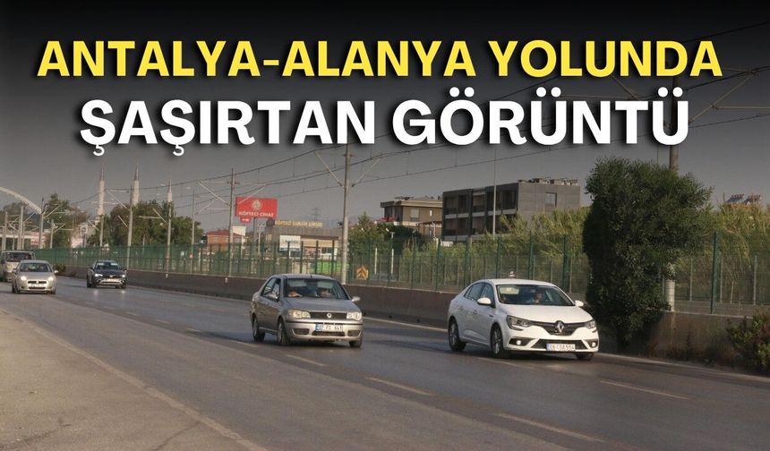 Antalya-Alanya yolunda şaşırtan görüntü: Yolun ortasında sessizce büyüdü!
