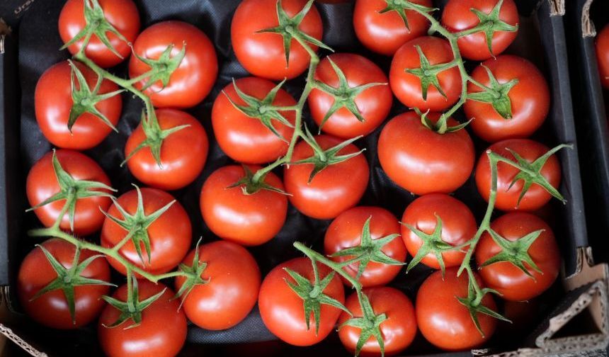 Büyük marketlerin “İyi Tarım” domatesinden yasaklı pestisit nasıl çıktı?