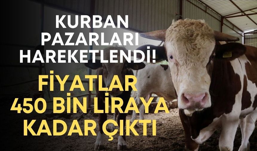 Antalya’da kurban pazarları hareketlendi! Fiyatlar 450 bin liraya kadar çıktı
