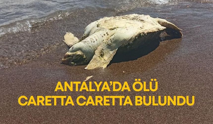 Antalya’da ölü caretta caretta bulundu