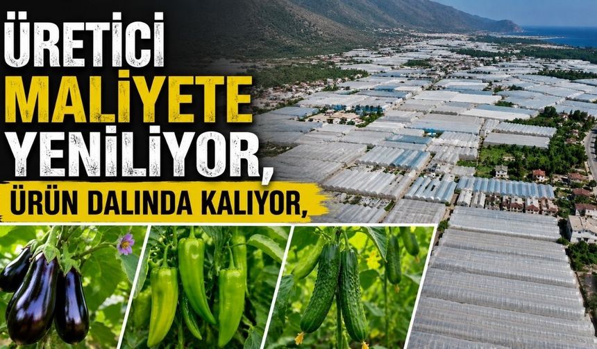 Kumluca’da tarım krizi: Üretici maliyete yeniliyor, ürün dalında kalıyor