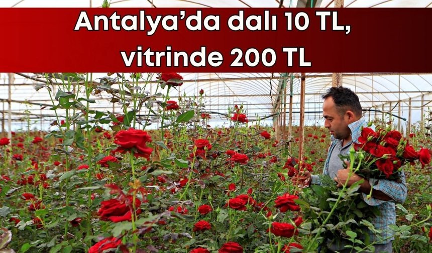 Antalya’da gül üreticisi dertli: Dalı 10 TL, vitrinde 200 TL