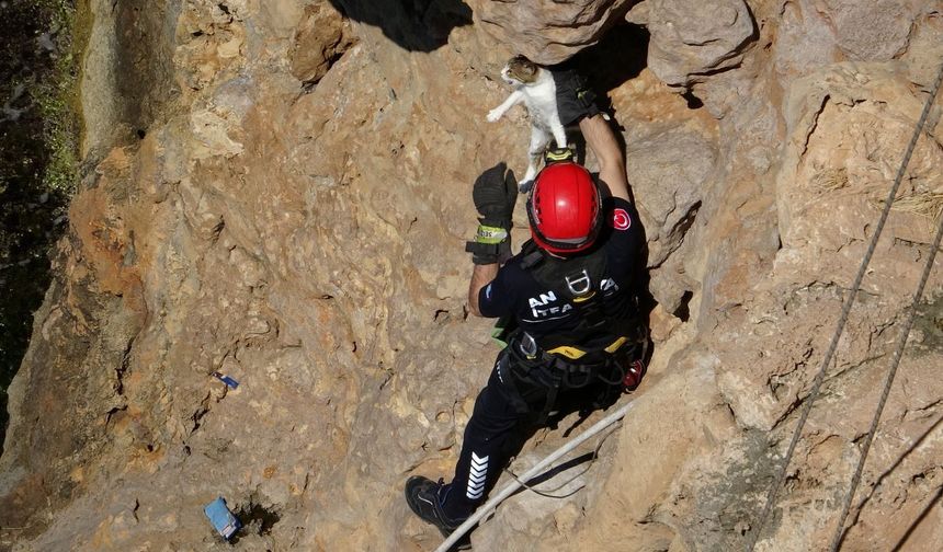 Antalya'da kedi için nefes kesen operasyon
