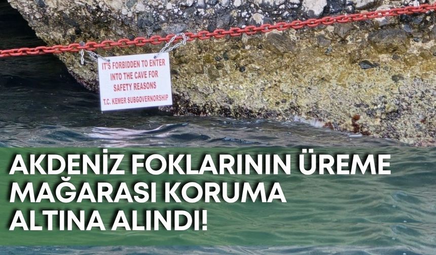 Kemer’de Akdeniz foklarının üreme mağarası koruma altına alındı!