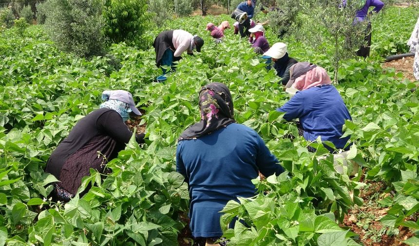 Mersin’de sarıkız fasulyesinin hasadı başladı! Kilosu 100 TL’den satılıyor