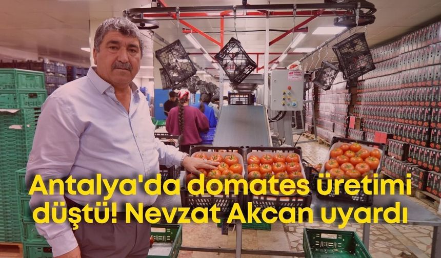 Antalya'da domates üretimi düştü! Nevzat Akcan uyardı