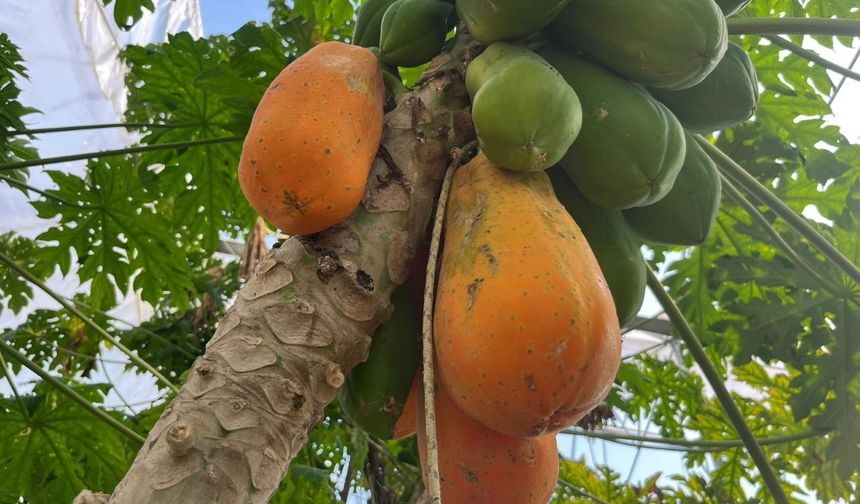 Alanya’da papaya hasadı başladı, siparişler arttı