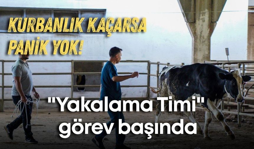 Kurbanlık kaçarsa panik yok: Antalya Büyükşehir "Yakalama Timi" görev başında