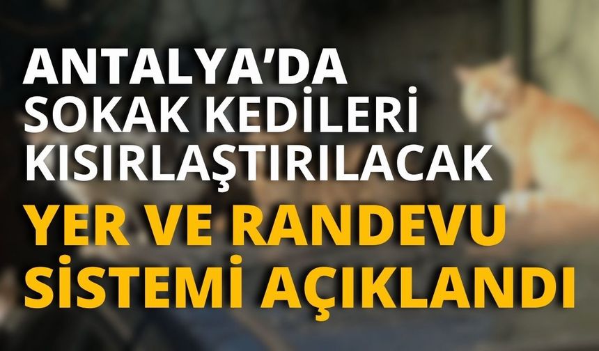 Antalya Büyükşehir’den sahipsiz kediler için mobil kısırlaştırma hizmeti