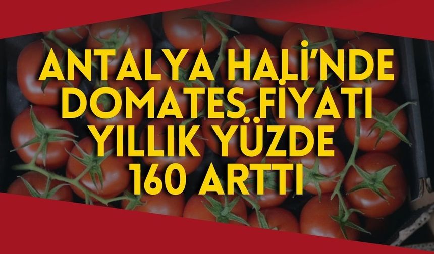 Antalya Hali’nde domates fiyatı yıllık yüzde 160 arttı