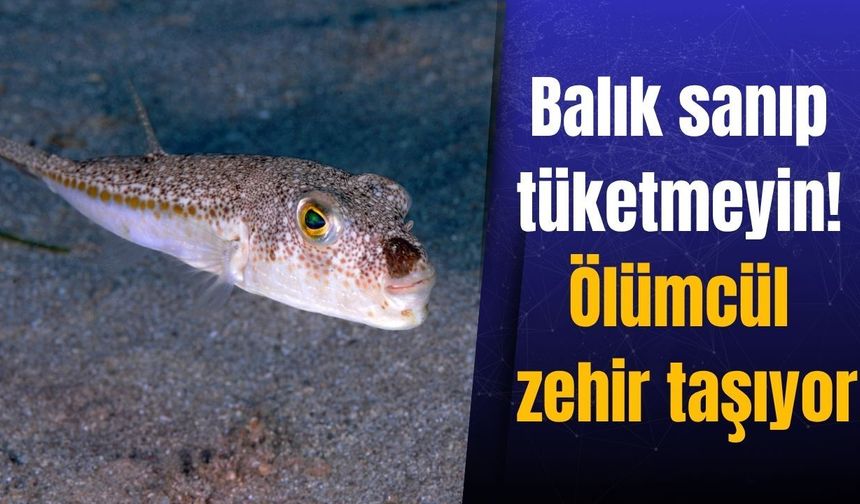 Balık sanıp tüketmeyin! Ölümcül zehir taşıyor