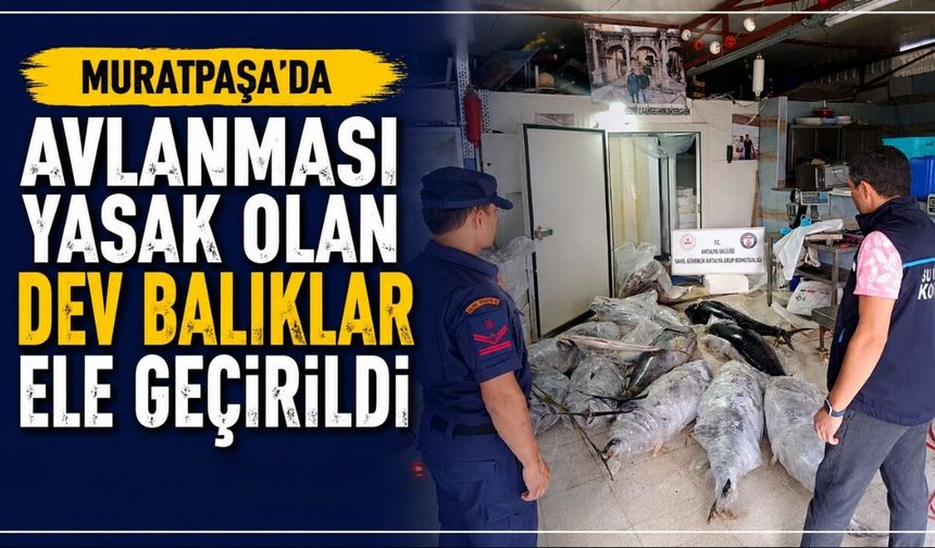 Muratpaşa’da avlanması yasak olan dev balıklar ele geçirildi