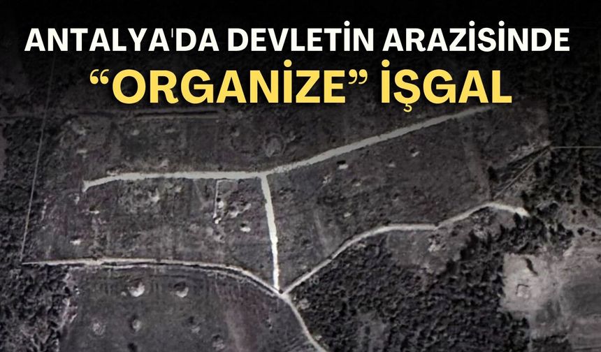 Antalya'da devletin arazisinde "organize" işgal! Ormanlık alanı aralarında paylaştılar