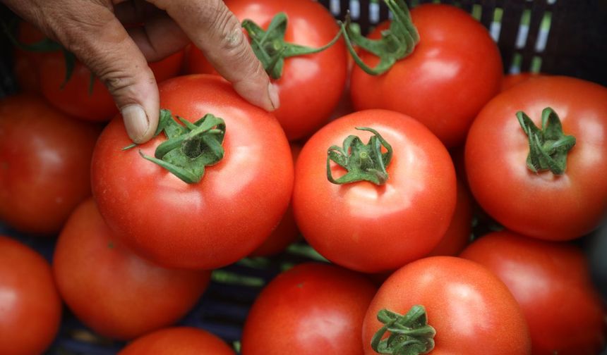 Kumluca’da yazlık domates hasadı başladı: Halde 25, markette 150 lira!