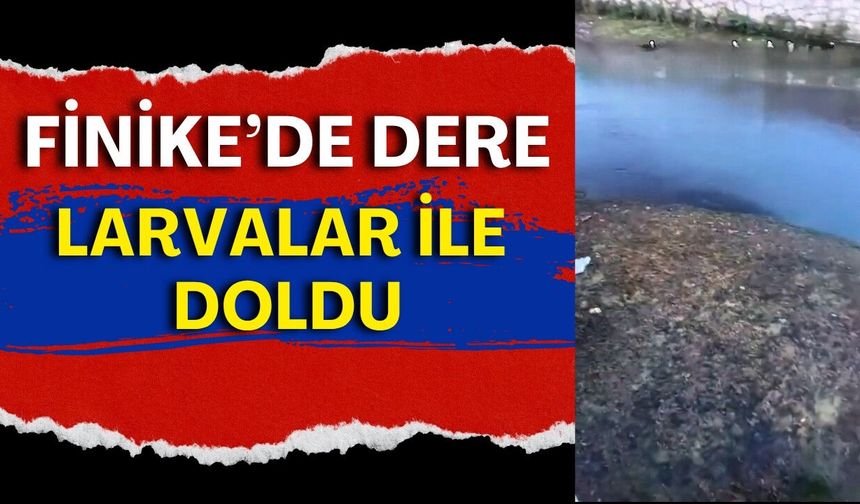 Antalya’da sivrisinek kabusu! Finike’de dere larvalar ile doldu