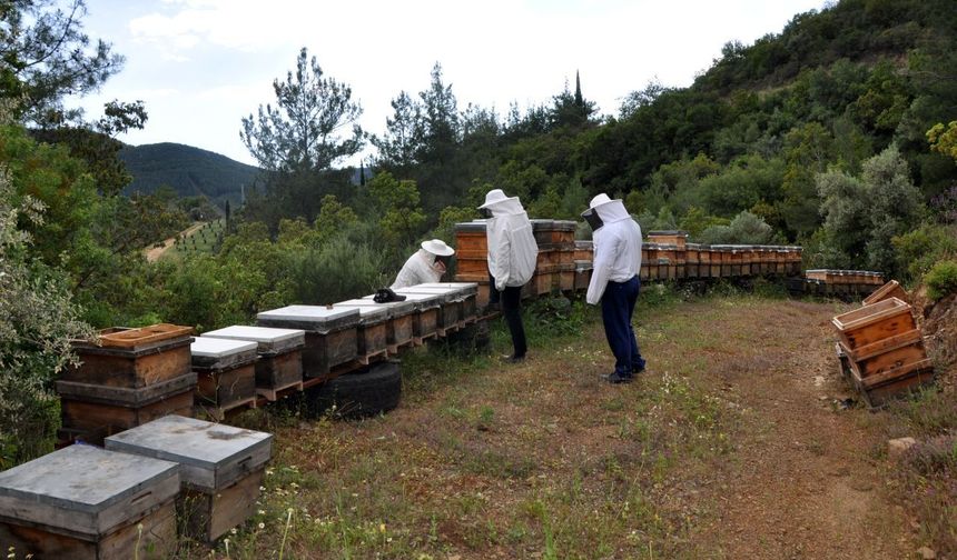 Gazipaşa'da 'acı bal' hasadı başladı: Kilosu bin lira!