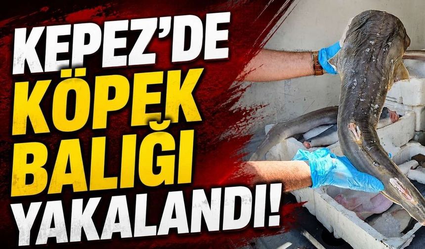 Kepez’de köpek balığı yakalandı!