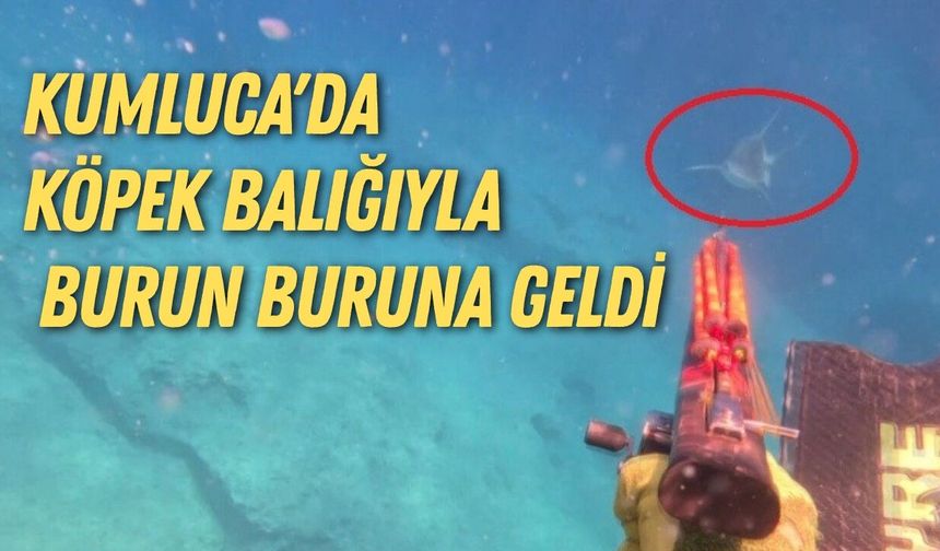 Kumluca'da köpek balığıyla burun buruna geldi