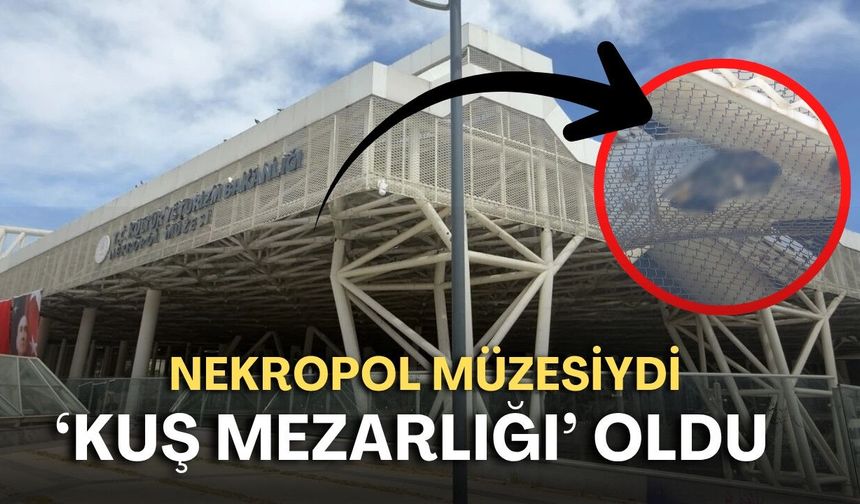 Nekropol Müzesiydi, ‘kuş mezarlığı’ oldu!