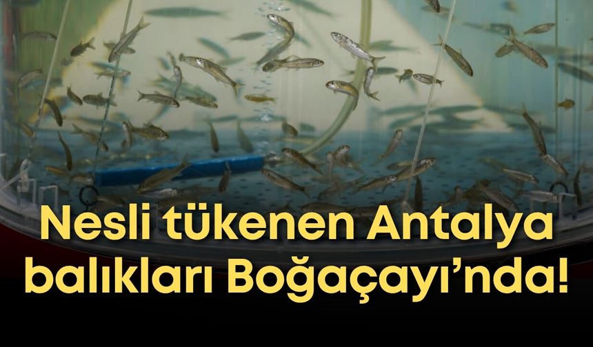 Nesli tükenen Antalya balıkları Boğaçayı’nda!