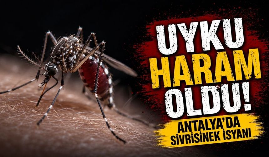 Uyku haram oldu! Antalya’da sivrisinek isyanı