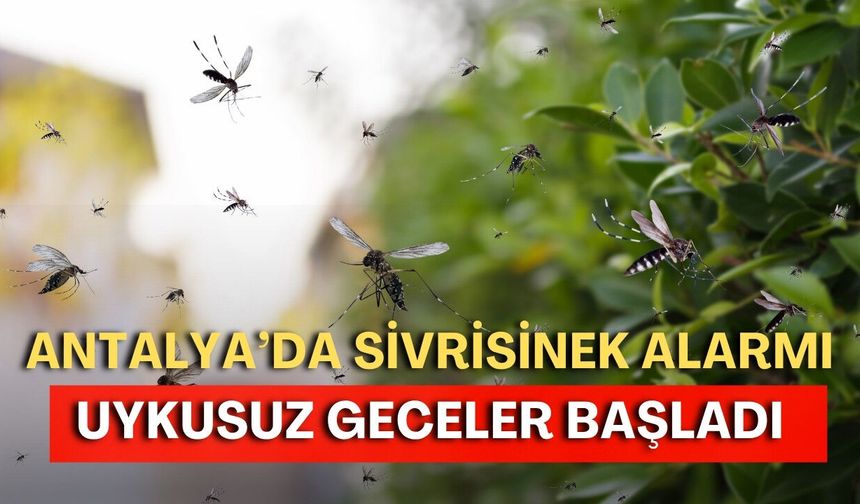 Antalya’da sivrisinek alarmı! Uykusuz geceler başladı