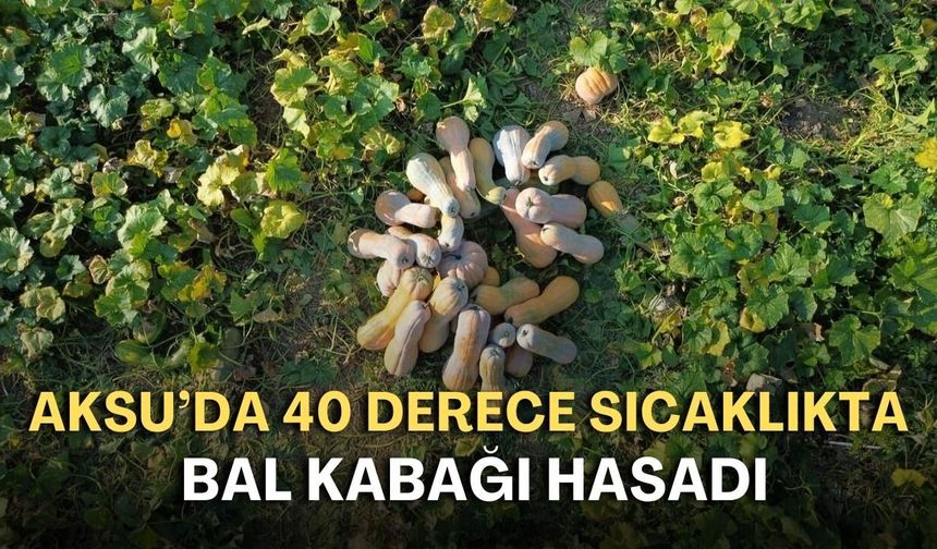 Aksu'da 40 derece sıcaklıkta bal kabağı hasadı