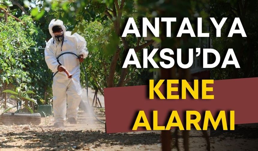 Antalya Aksu’da kene alarmı