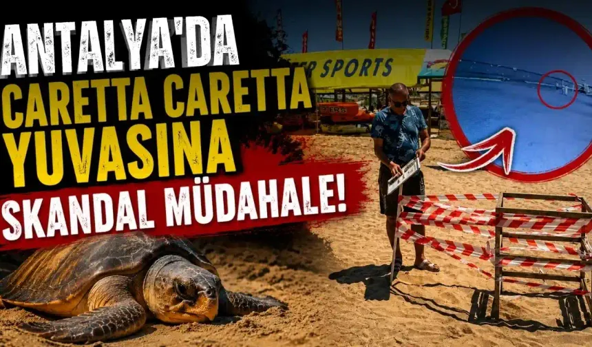 Antalya'da caretta caretta yuvasına skandal müdahale!