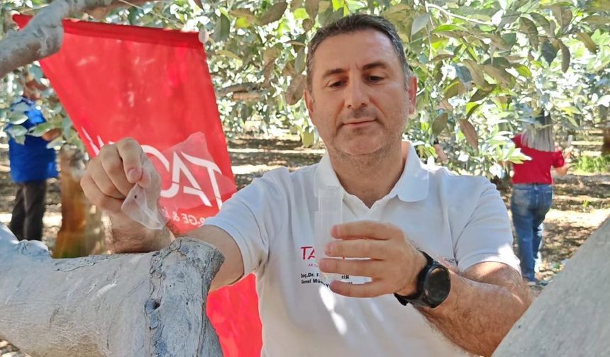 Antalya’da faydalı böcekler narenciye bahçelerinde doğayla buluştu