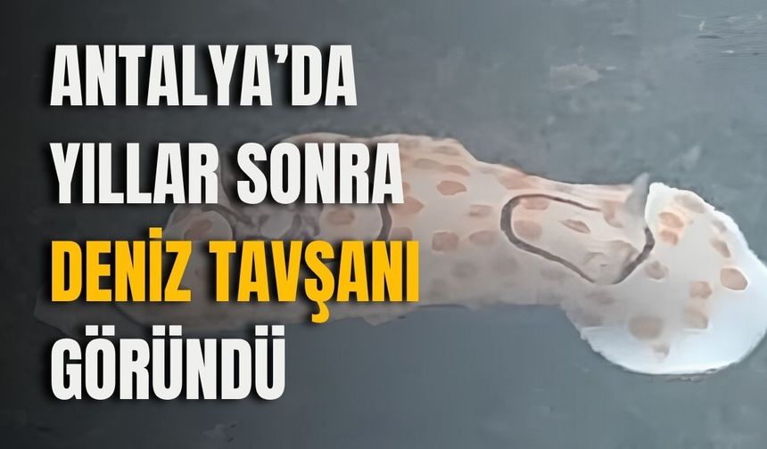 Antalya’da yıllar sonra deniz tavşanı göründü