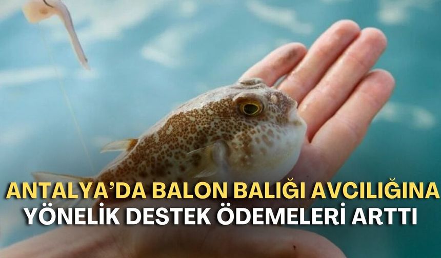 Antalya’da balon balığı avcılığına yönelik destek ödemeleri arttı