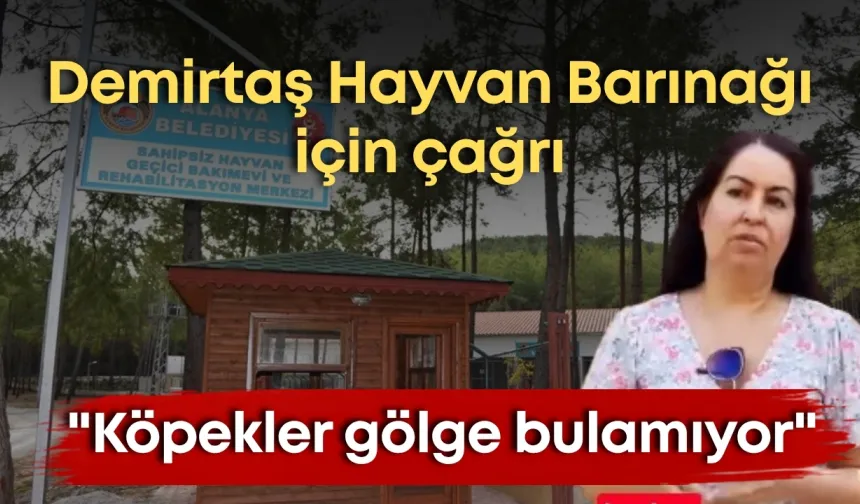 Demirtaş Hayvan Barınağı için çağrı: "Köpekler gölge bulamıyor"