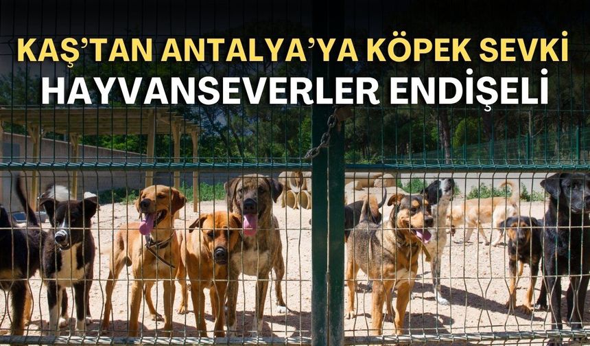 Kaş'tan Antalya'ya köpek sevki! Hayvanseverler endişeli