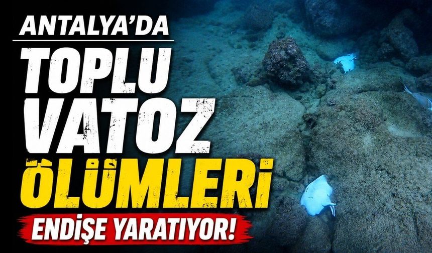Antalya’da toplu vatoz ölümleri endişe yarattı