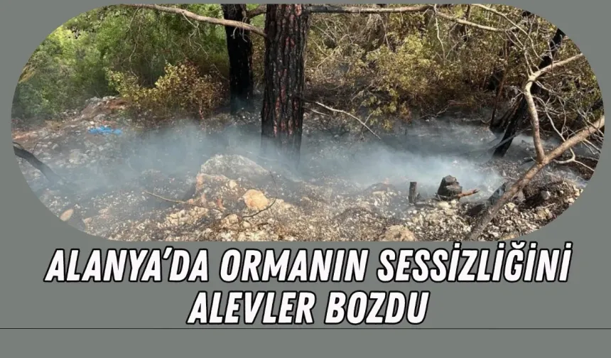 Alanya'da 1 dönüm orman kül oldu