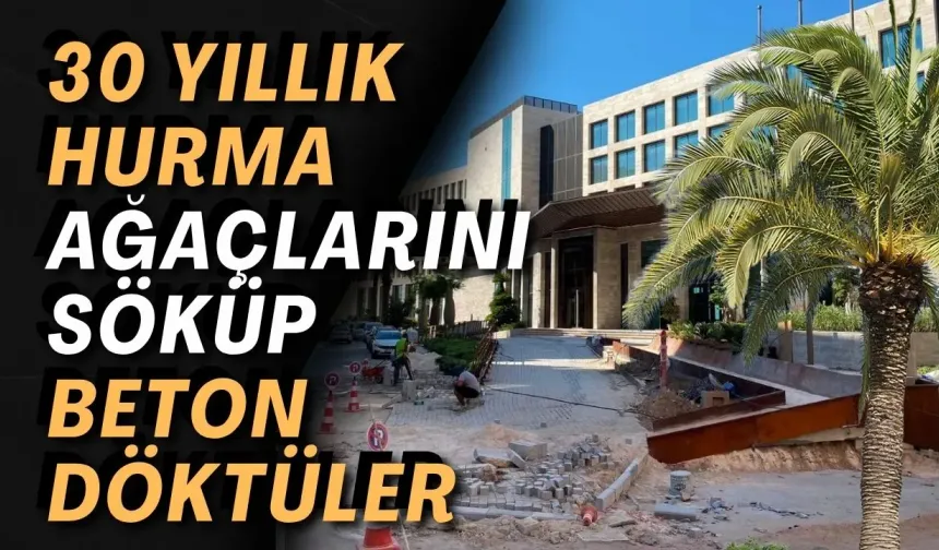 Antalya’da 30 yıllık hurma ağaçlarını söküp beton döktüler