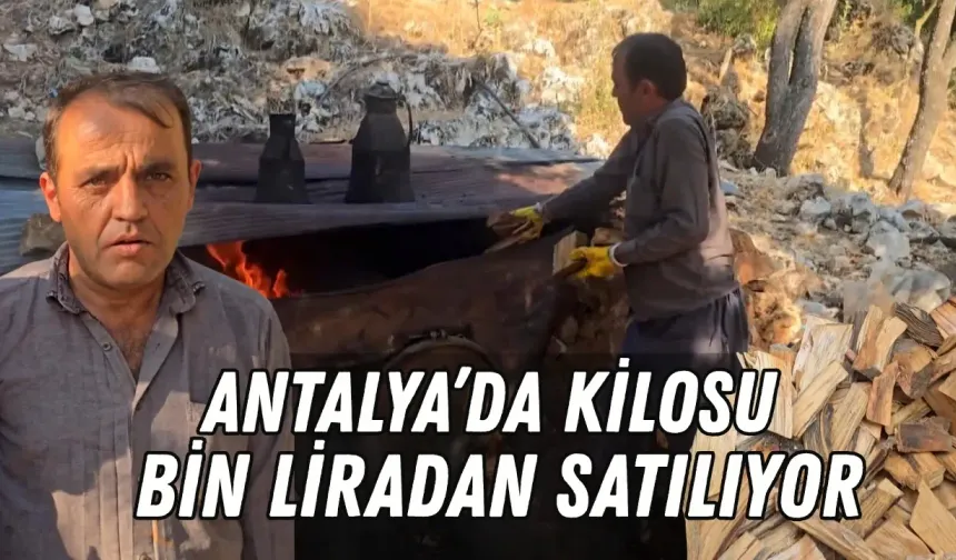 Antalya’da dededen kalma yöntemle üretiyor! Kilosunu bin TL’ye satıyor