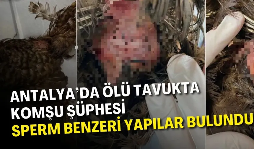 Antalya’da ölü tavukta komşu şüphesi: Sperm benzeri yapılar bulundu