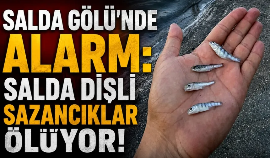 Salda Gölü’nde alarm: Salda dişli sazancıklar ölüyor!