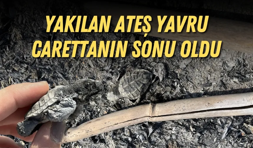Sahilde 699 bin liralık cezaya rağmen ateş yaktılar, caretta yavrusu öldü