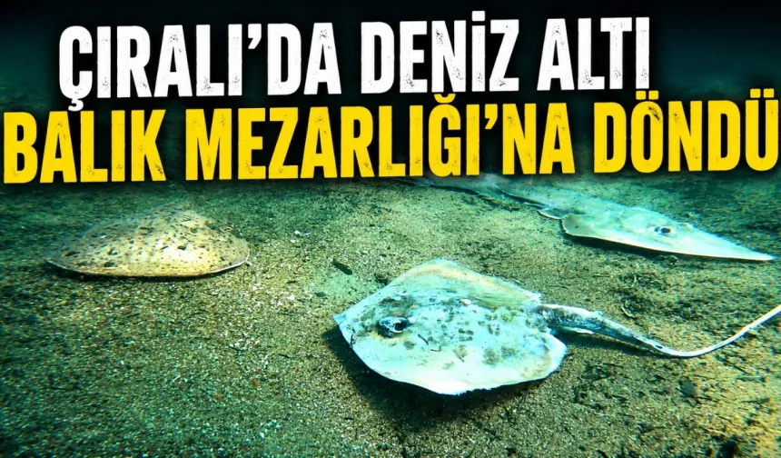 Çıralı’da deniz altı balık mezarlığına döndü